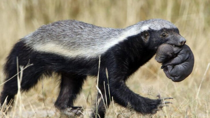 Wolverine vs Honey Badger: 13 Savage Traits That Could Decide the Winner
