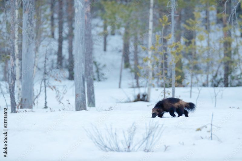 Wolverine