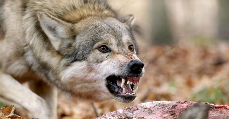 Wolves