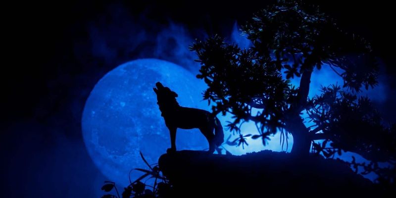 Wolves and the Moon