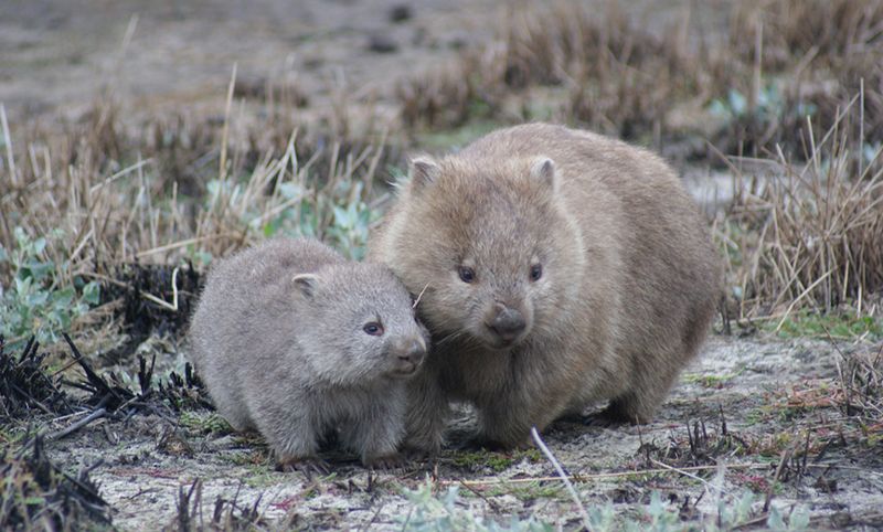 Wombat