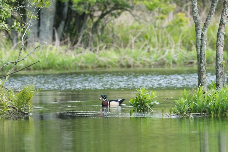 Wood Duck