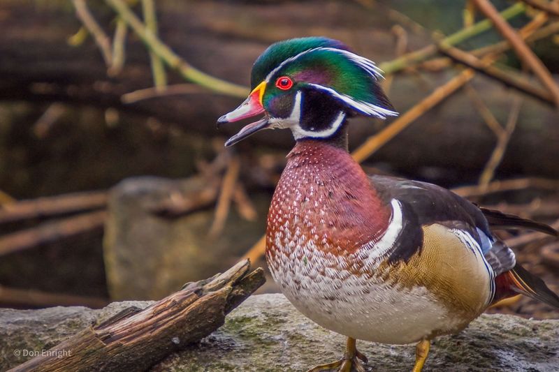 Wood Duck
