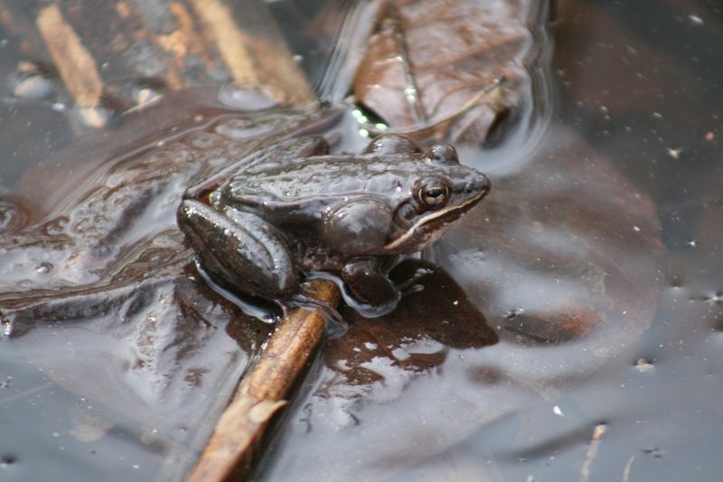 Wood Frog