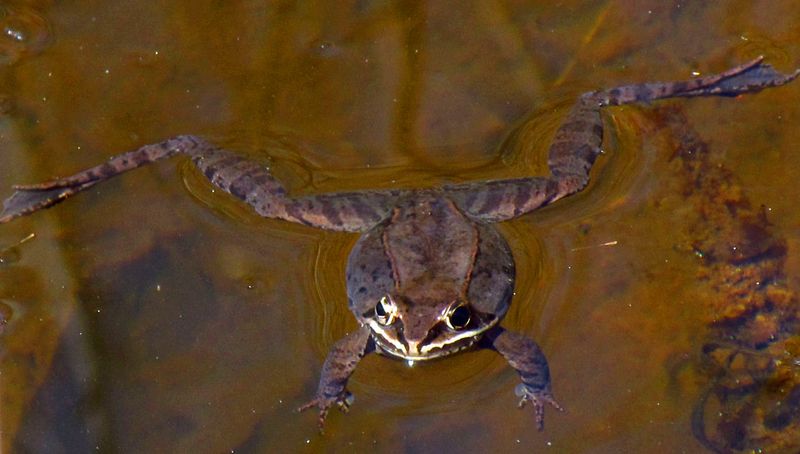 Wood Frog