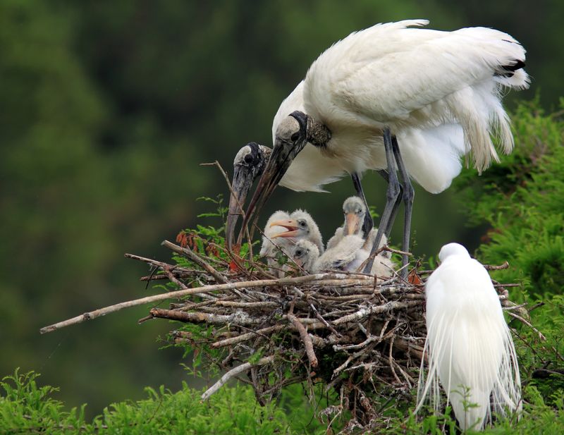 Wood Stork