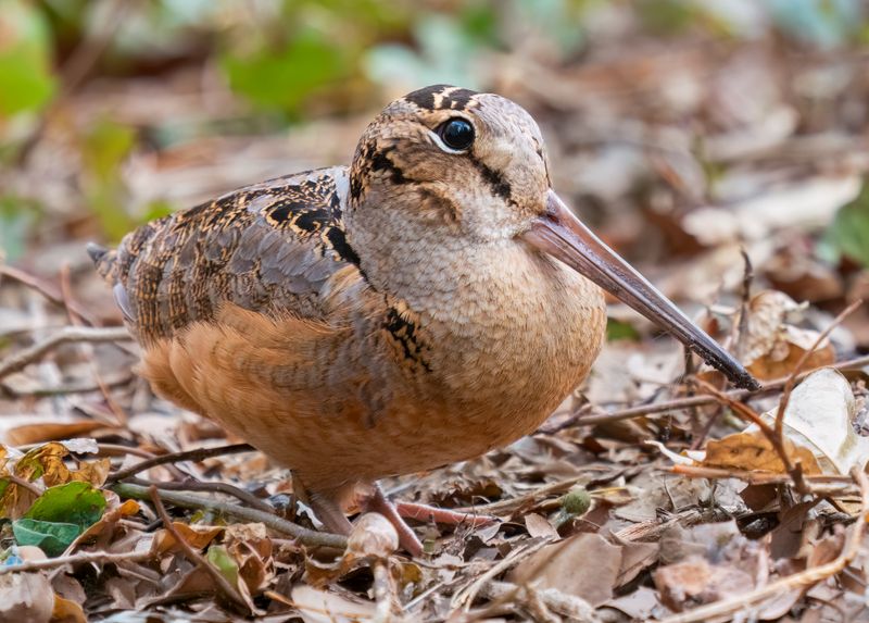Woodcock