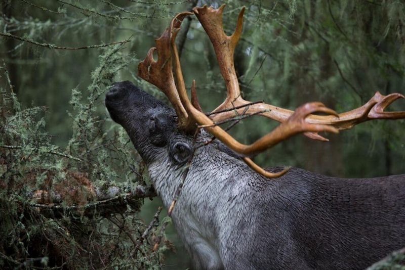 Woodland Caribou