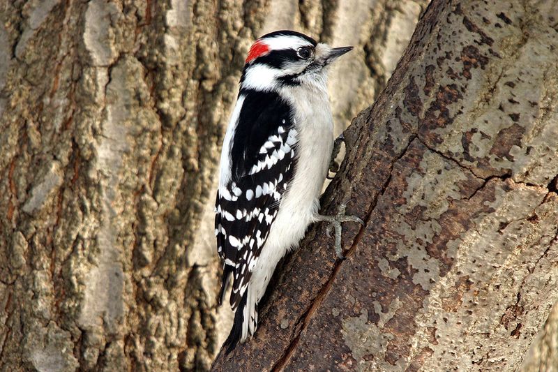 Woodpecker
