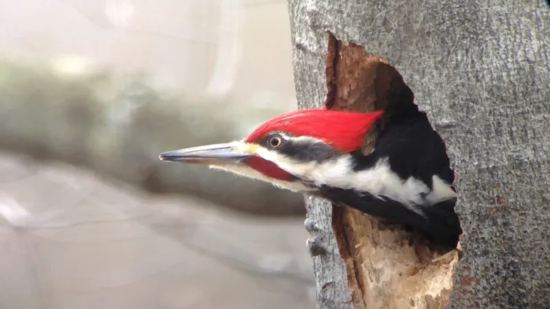 Woodpecker
