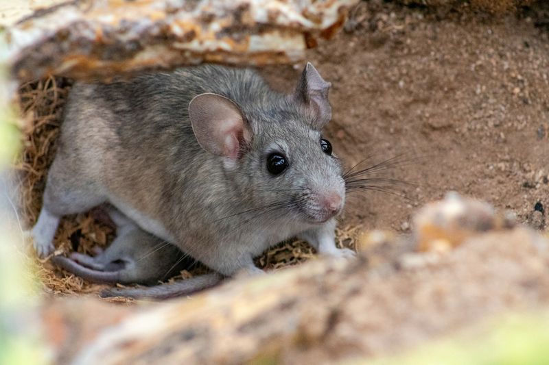 Woodrat