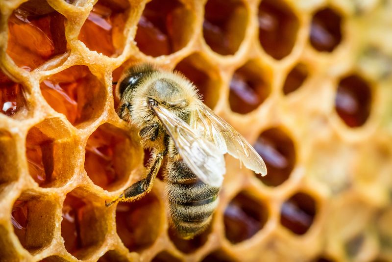 Worker Bee