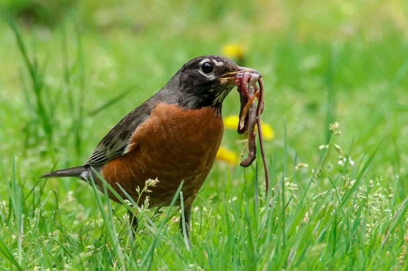 Worm Diet Specialist