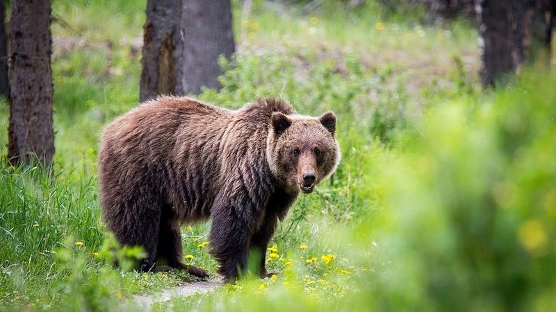 Wrangell-St. Elias National Park