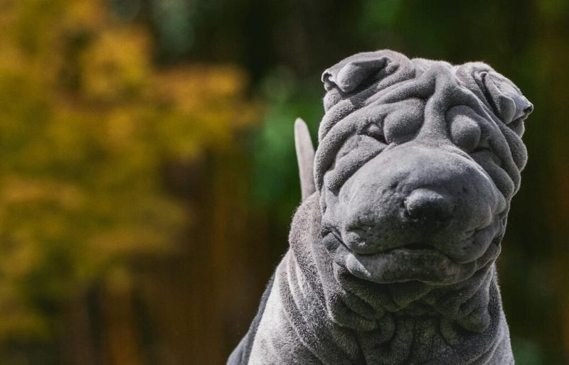 Wrinkled Marvel
