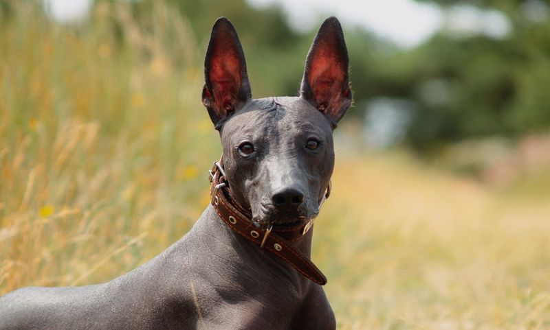Xoloitzcuintli