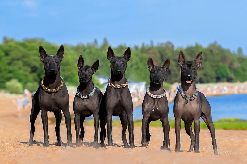 Xoloitzcuintli