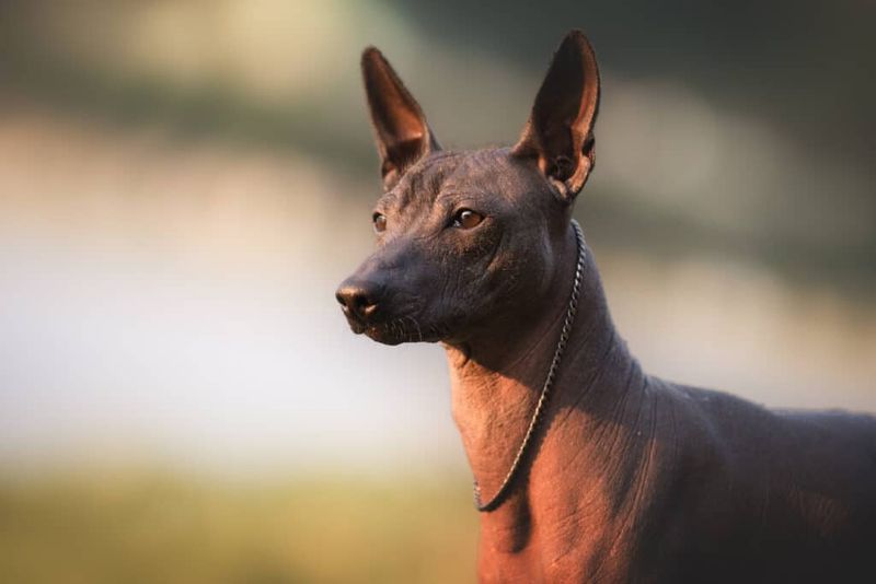 Xoloitzcuintli