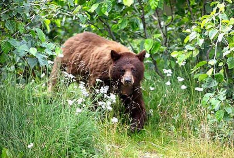 Yakutat Grizzly - The Coastal Colossus