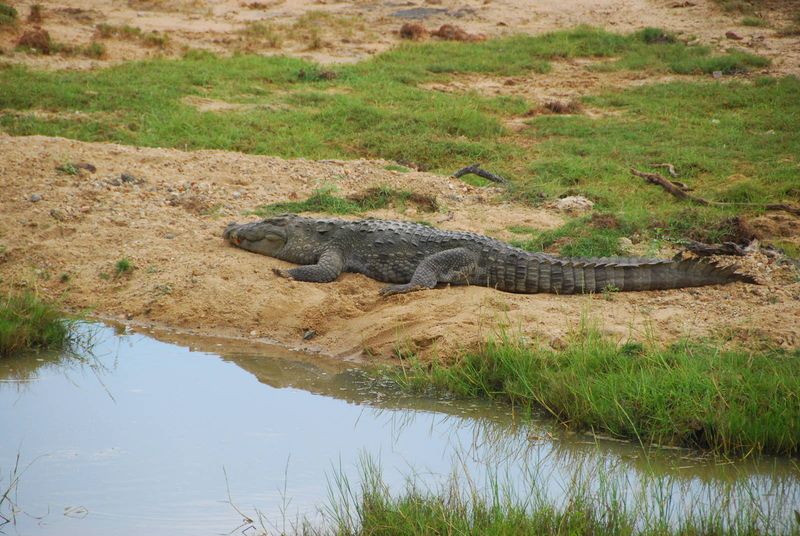 Yala National Park, Sri Lanka