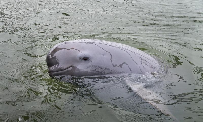 Yangtze Finless Porpoise