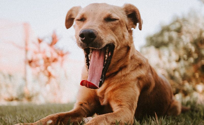 Yawning Frequently
