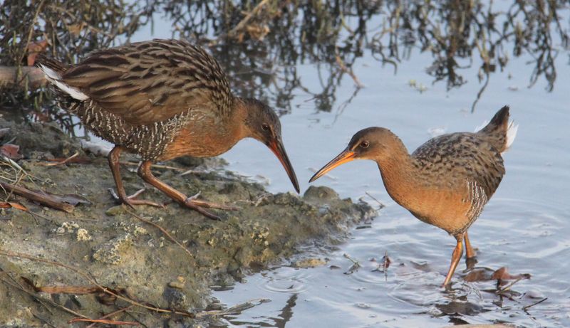 Year-Round Birding Opportunities
