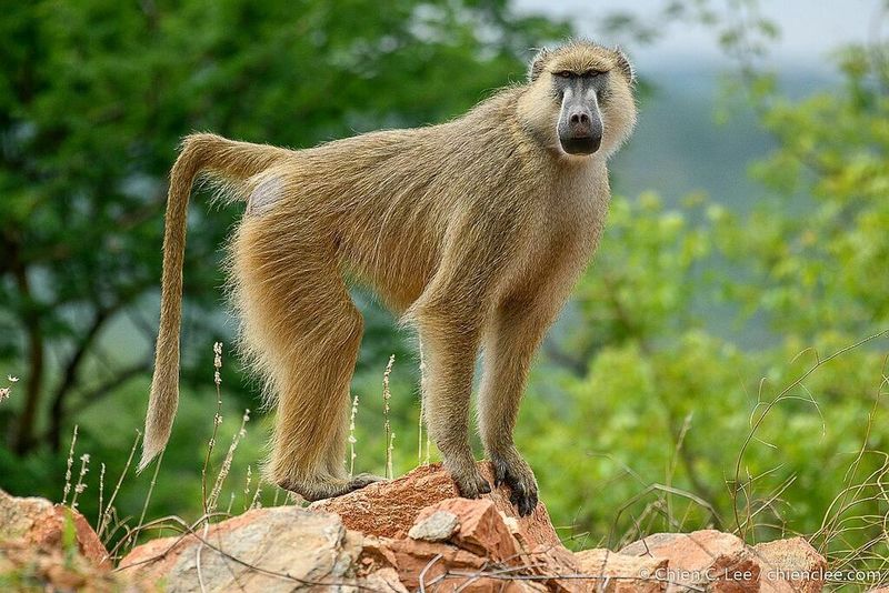 Yellow Baboon