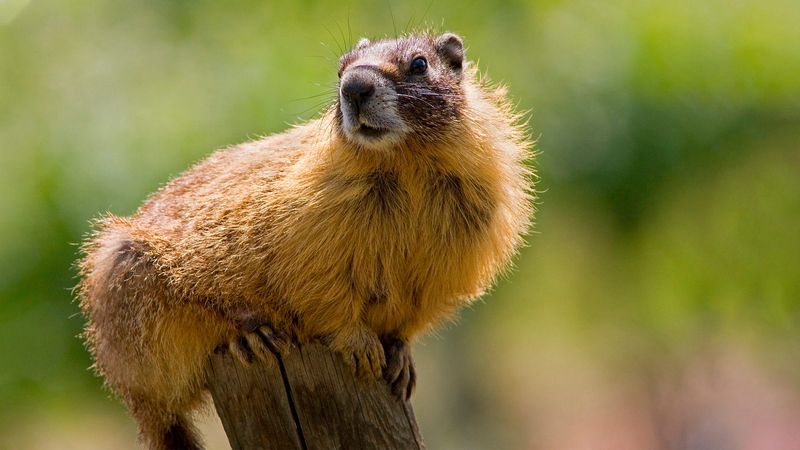 Yellow-Bellied Marmot
