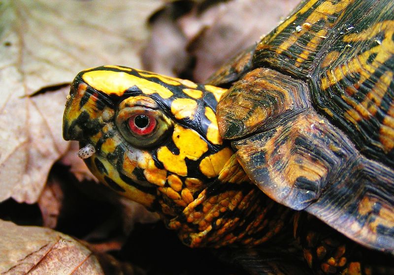 Yellow Box Turtle
