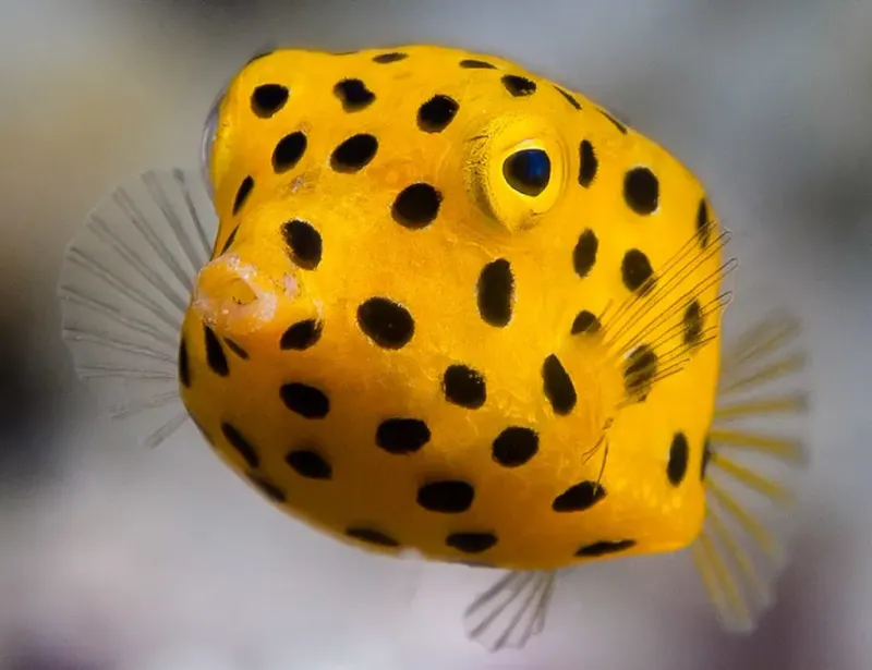 Yellow Boxfish