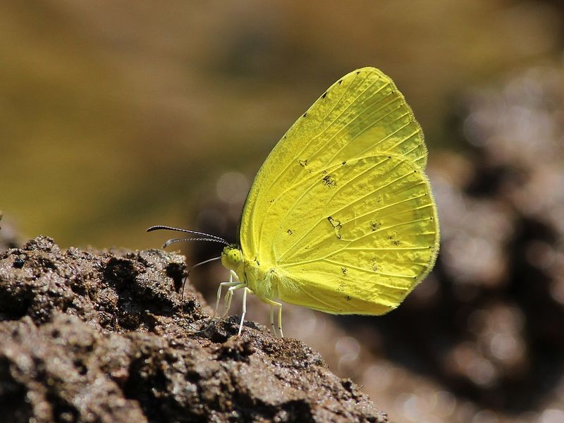 Yellow Butterfly