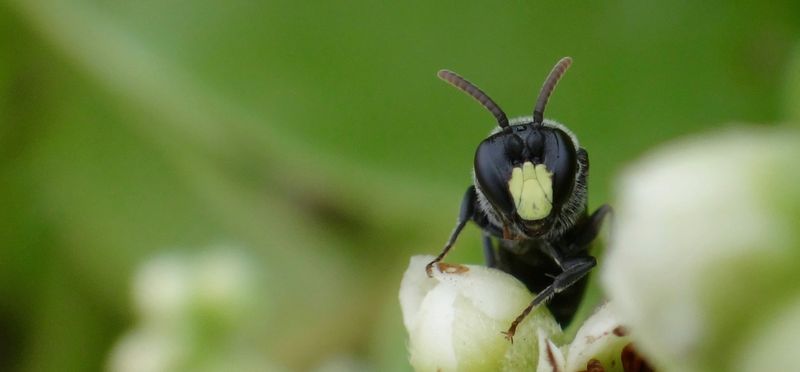 Yellow-Faced Bees (Nalo Meli Maoli)