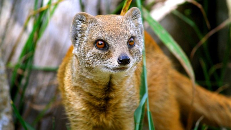 Yellow Mongoose