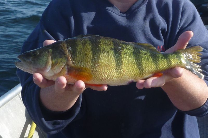 Yellow Perch