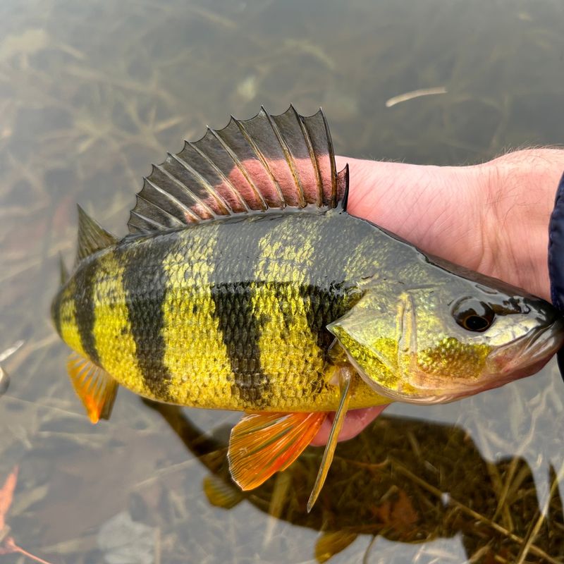 Yellow Perch