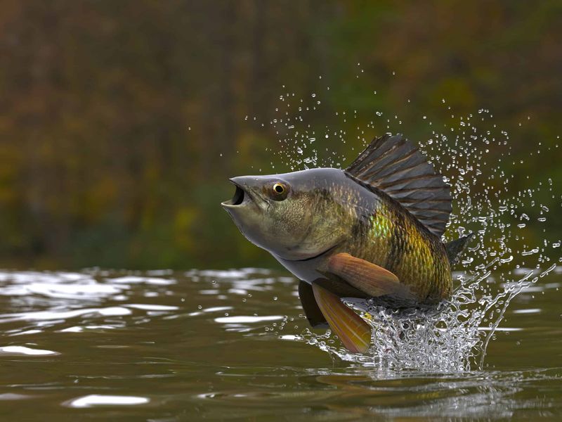 Yellow Perch