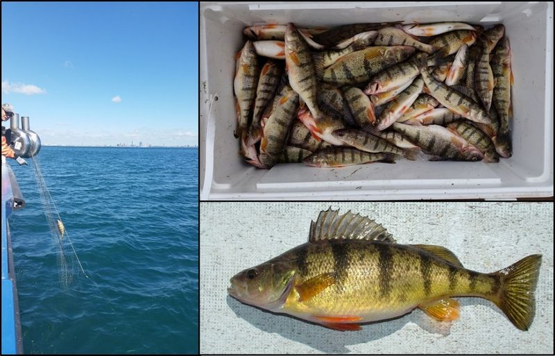 Yellow Perch