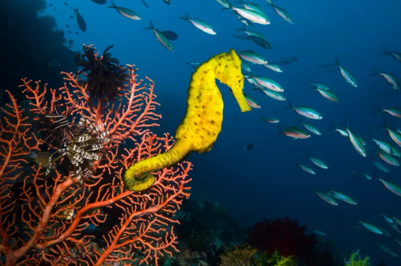 Yellow Seahorse