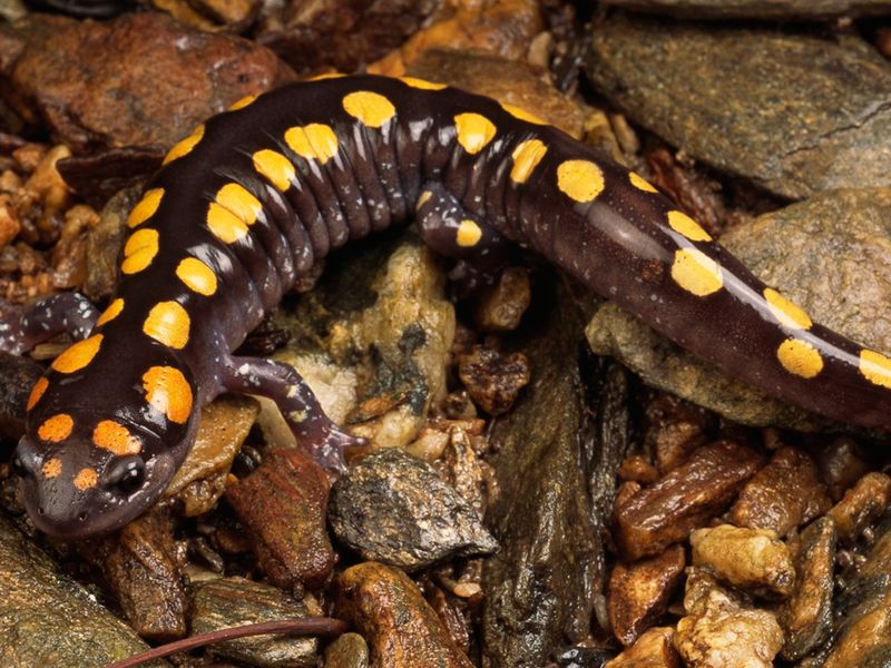 Yellow Spotted Salamander