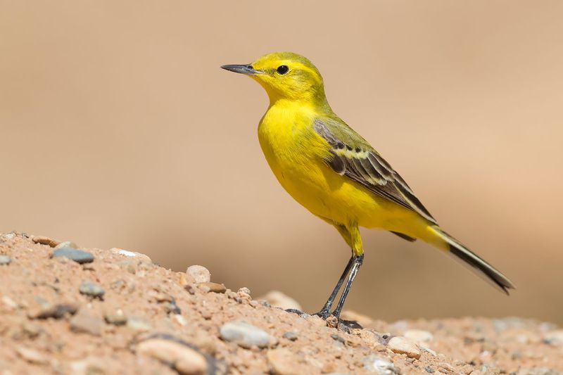 Yellow Wagtail