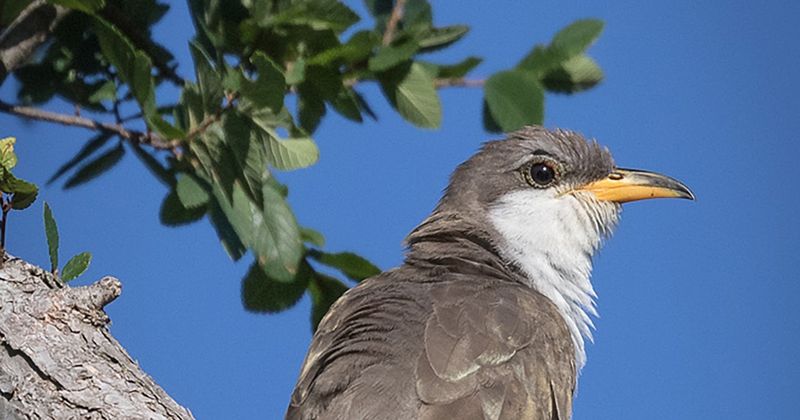 Yellow-billed Cuckoo