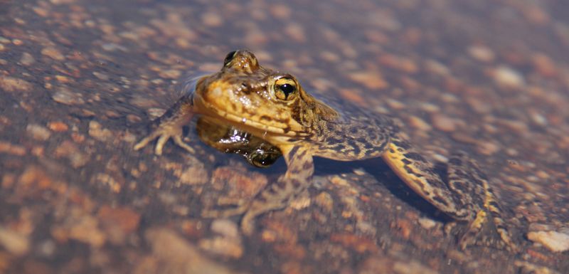 Yellow-legged Frog