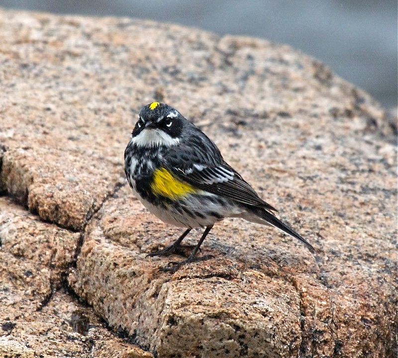 Yellow-rumped Warbler