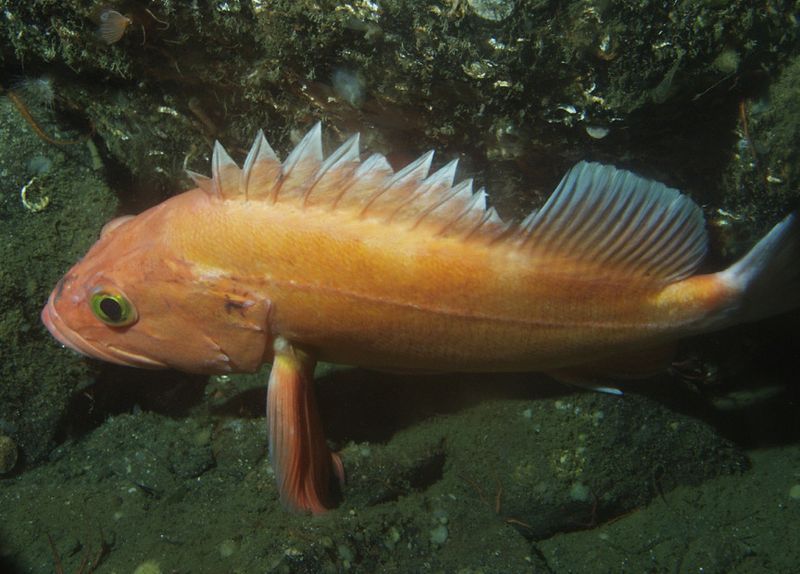 Yelloweye Rockfish