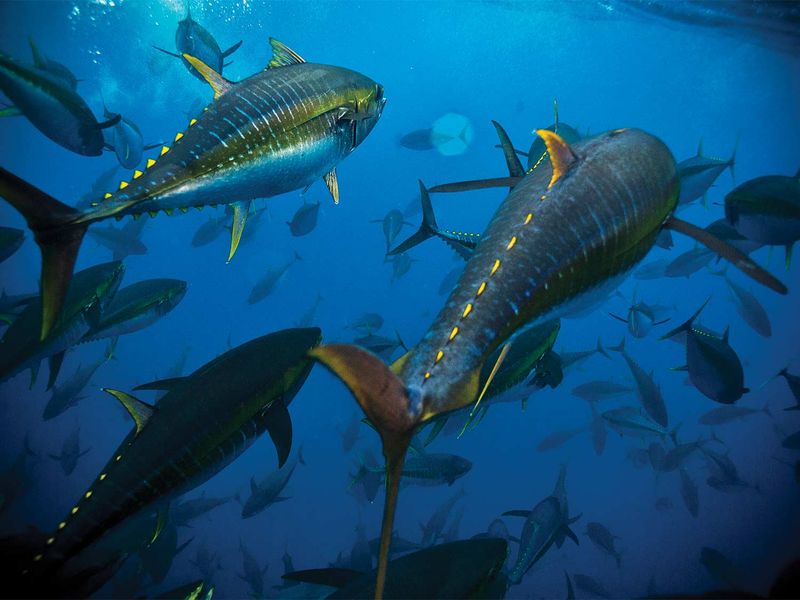 Yellowfin Tuna