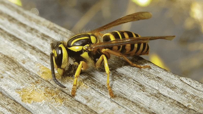 Yellowjacket