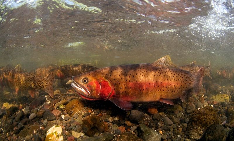 Yellowstone Cutthroat Trout