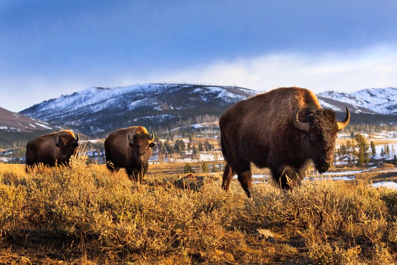 Yellowstone National Park