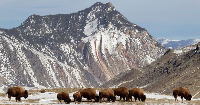 Yellowstone National Park's Bison Revival